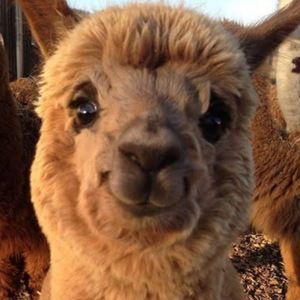 Meet your Posher, Marina